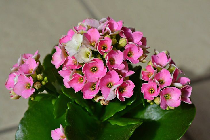 Kalanchoe 