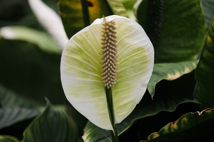 Spathiphyllum