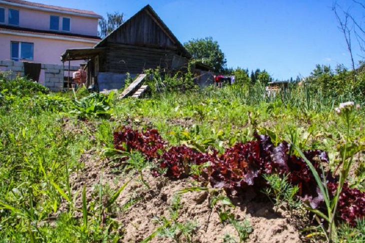 Garden