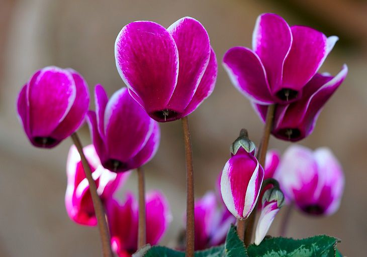 Cyclamen