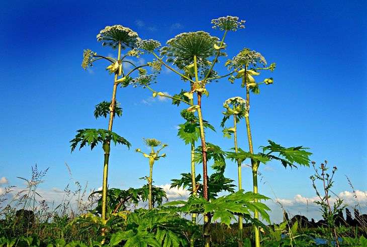 Hogweed