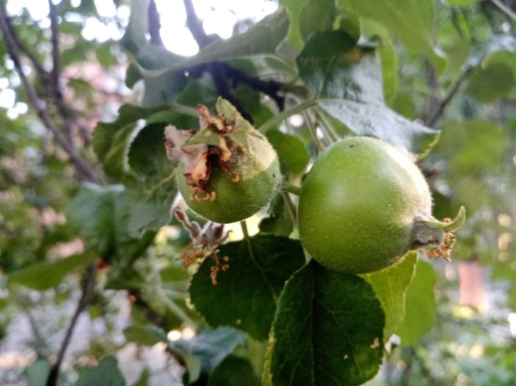 Manzana