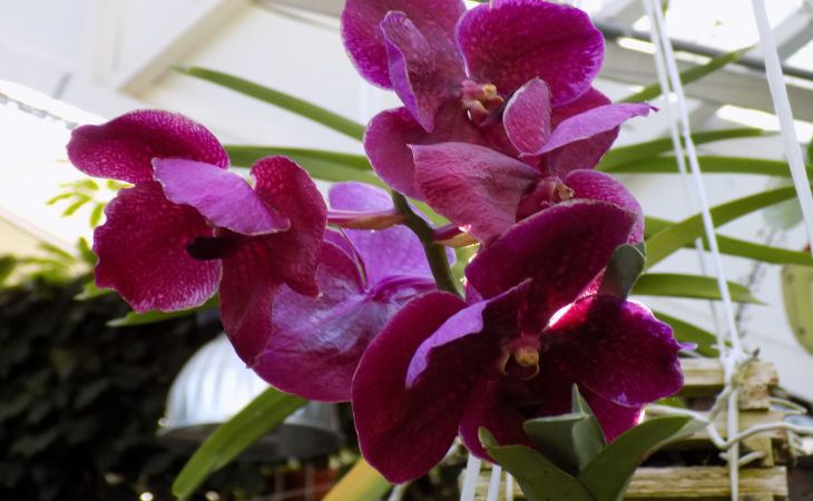 Orchidee