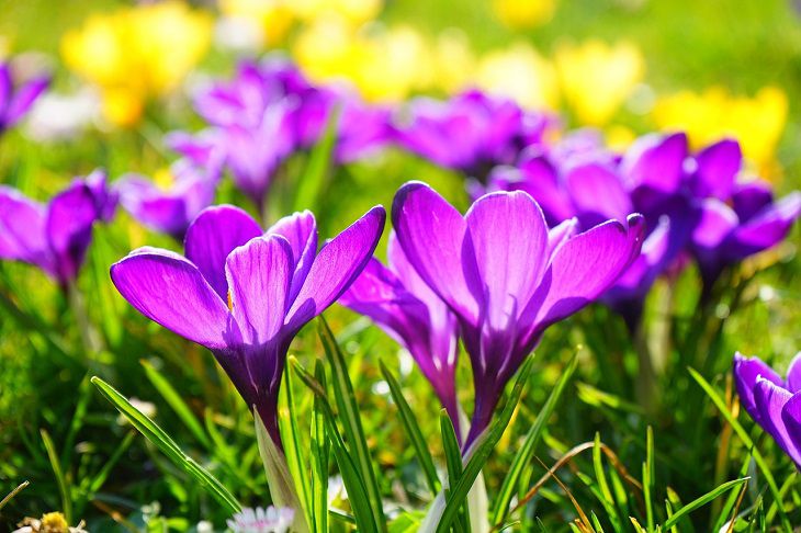 Crocuses