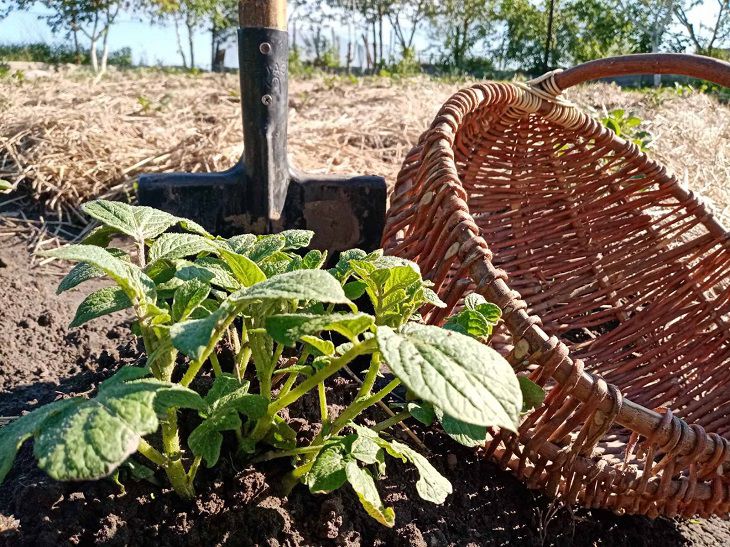 Panier à pelle