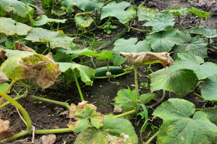 Cucumbers