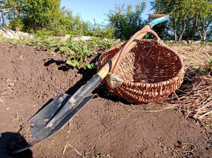 Shovel Potatoes