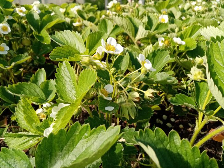 Strawberry Flowers