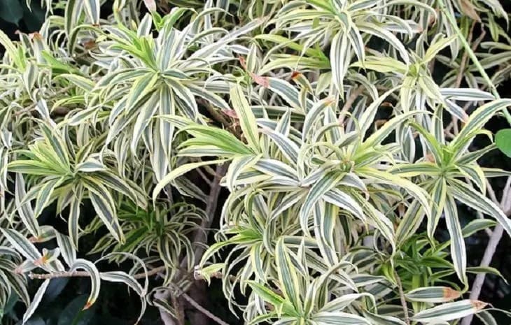 Chlorophytum, plant