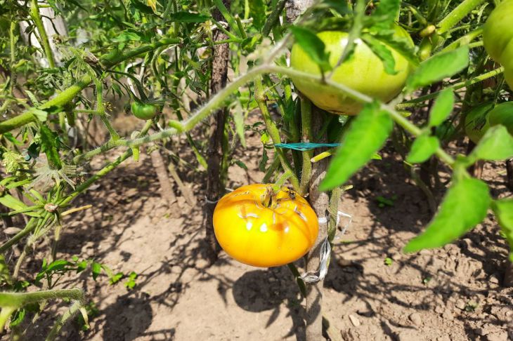 Tomates