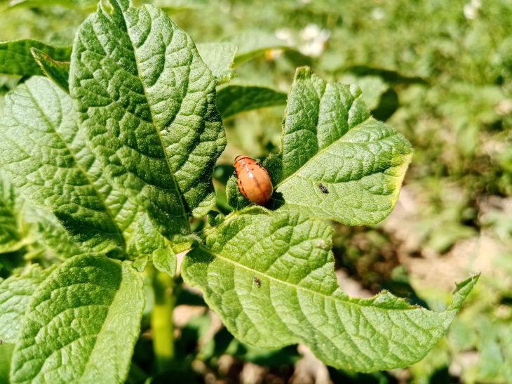 escarabajo de patata 