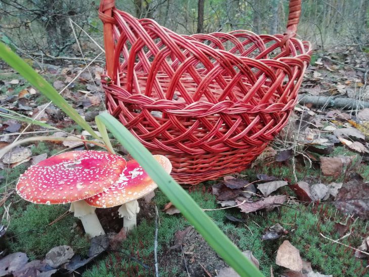 Panier de champignons