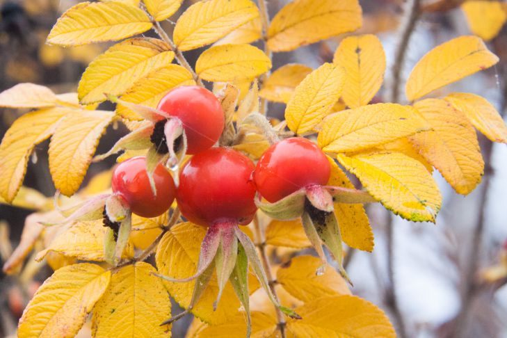 rose hip