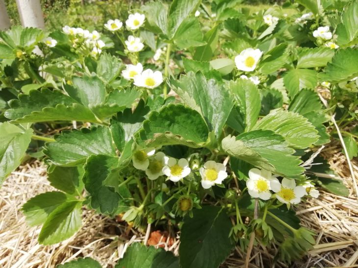 Strawberry Flowers