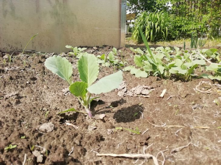 Cabbage Seedlings