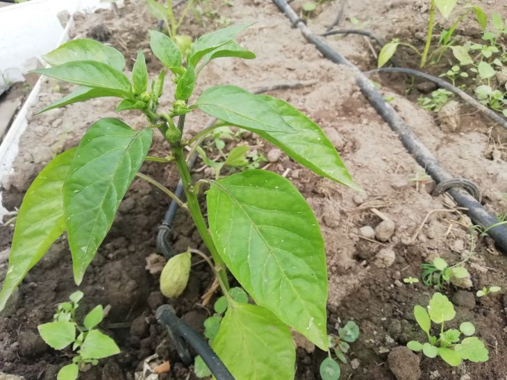 Pepper seedlings