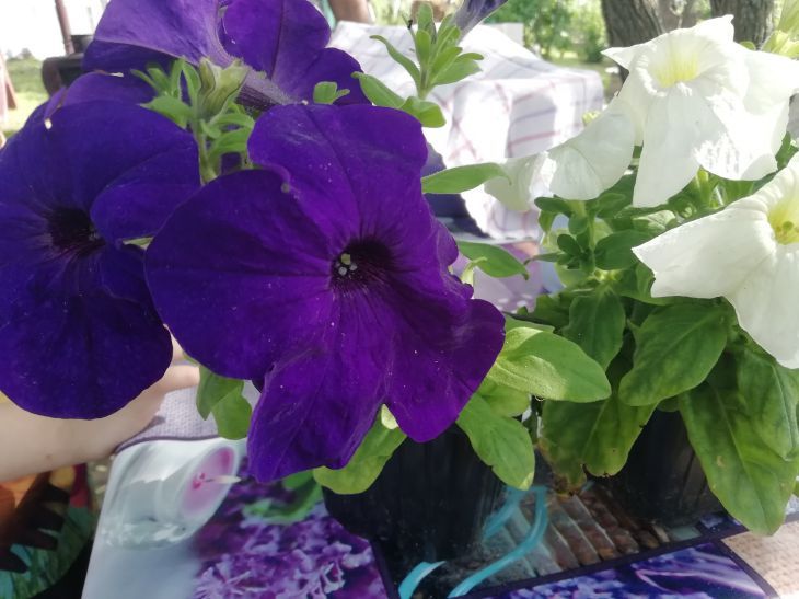 Petunia, flowers