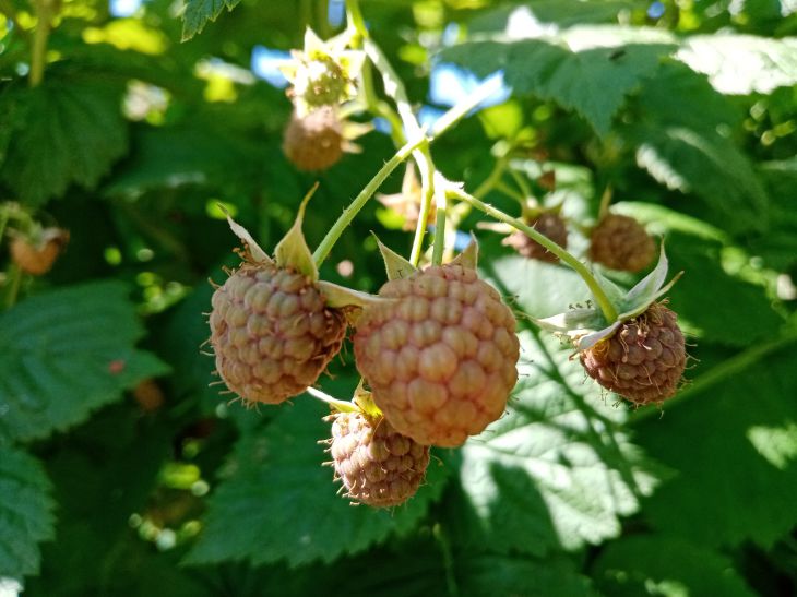 Framboise