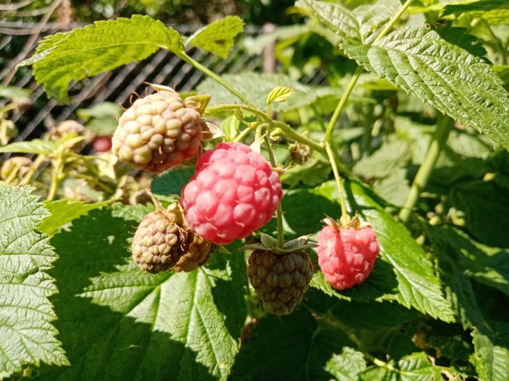 Framboise