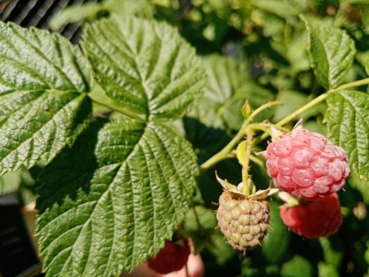 Framboise