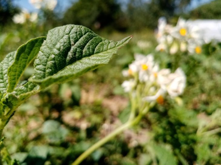 Pommes de terre