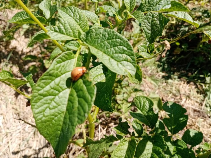 Larvas de patata