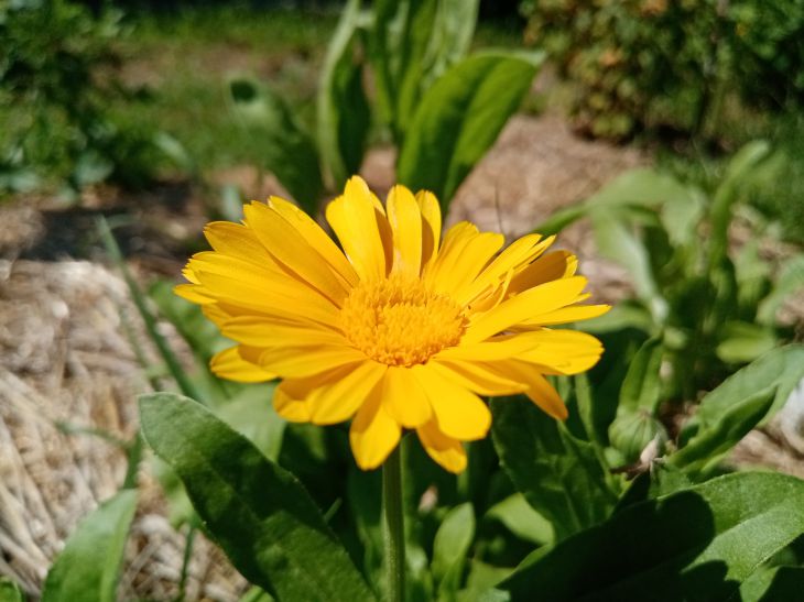 calendula