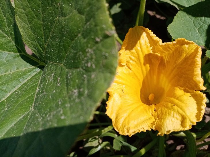 Fleur de courgette