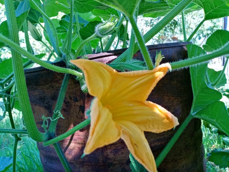 Fleur de courgette