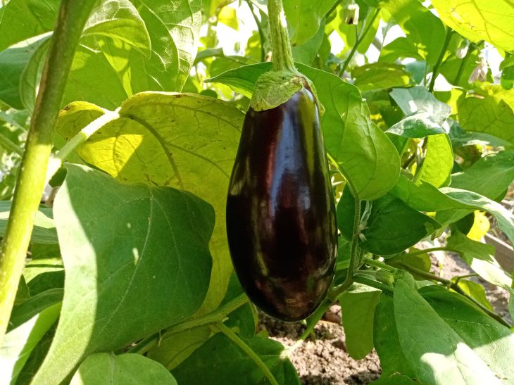 Eggplant