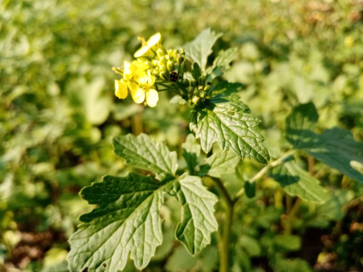 Green manure