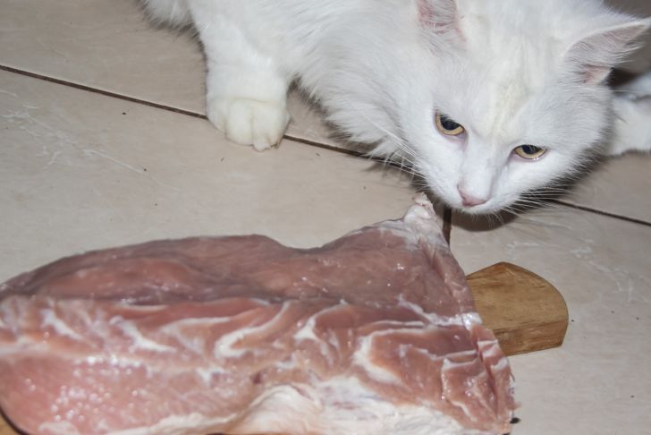 carne de gato