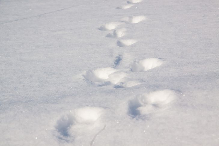 Huellas de nieve