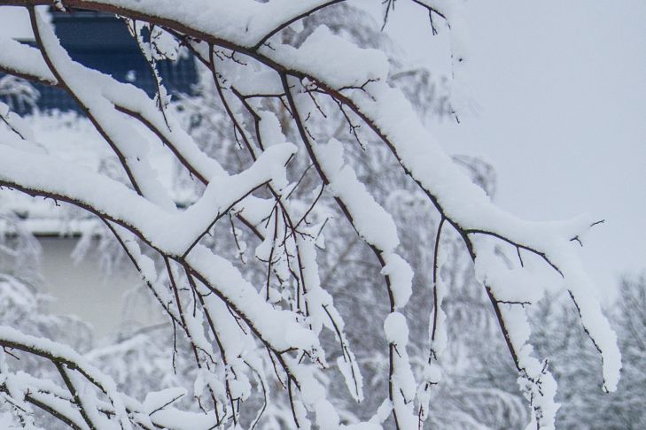 Arbre à neige