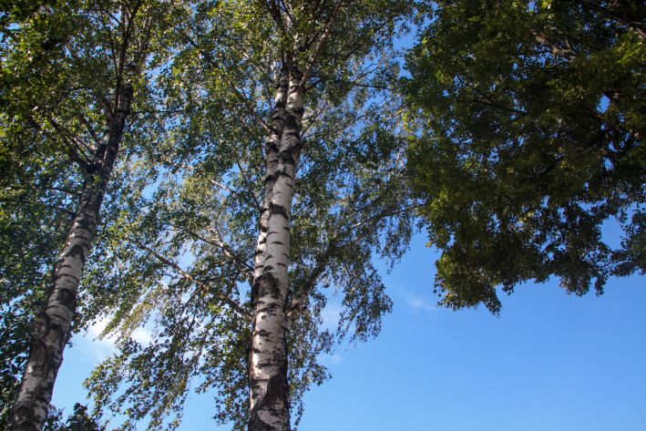 Birch Tree