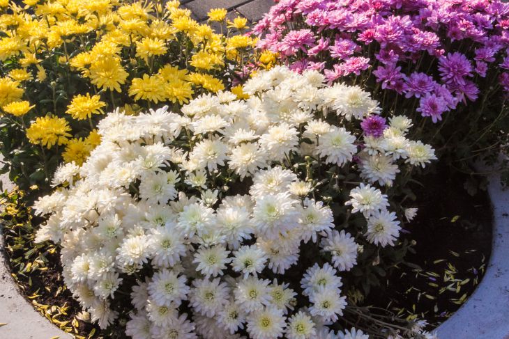 Parterre de fleurs