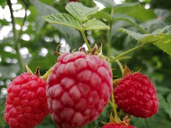 raspberry