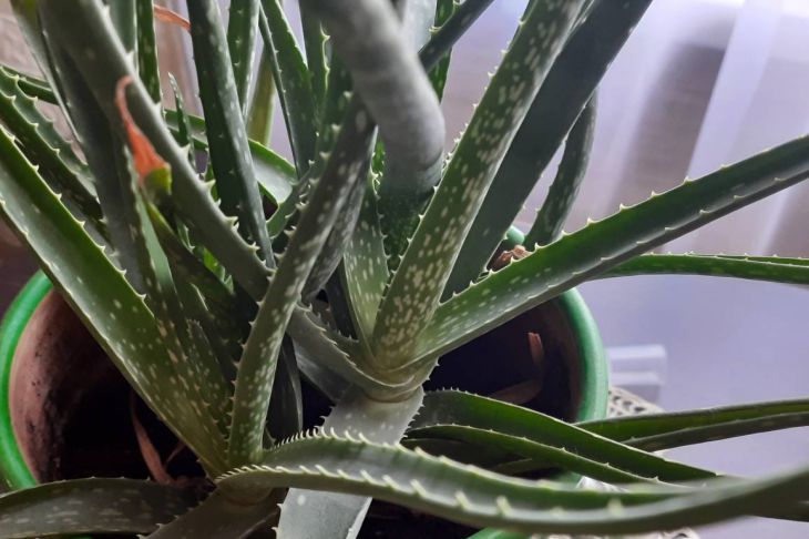 Flowers, aloe