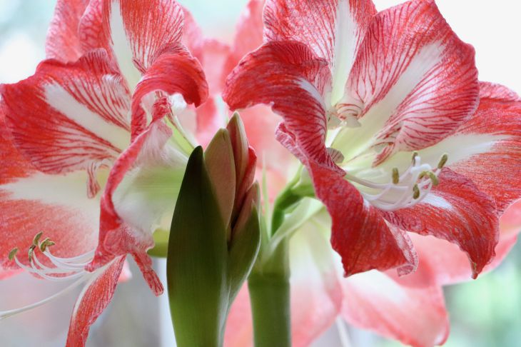 Amaryllis