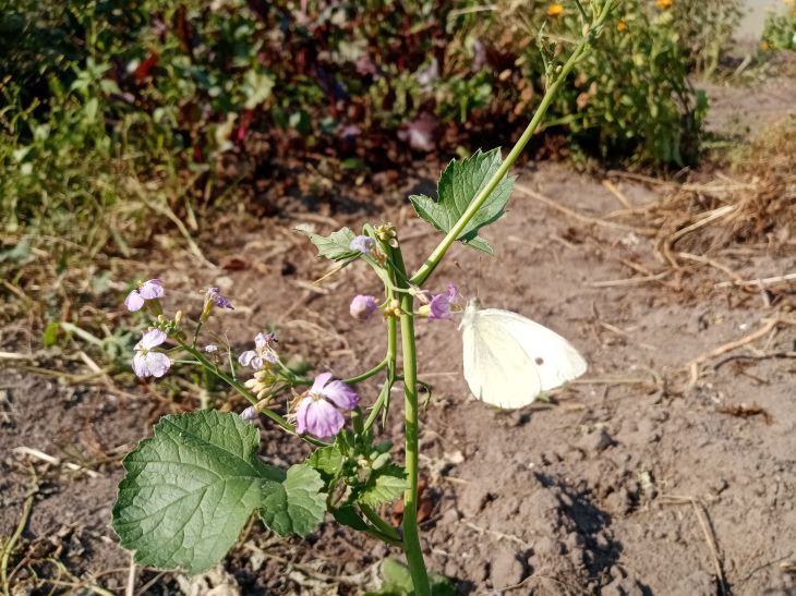 Mariposa sobre una flor