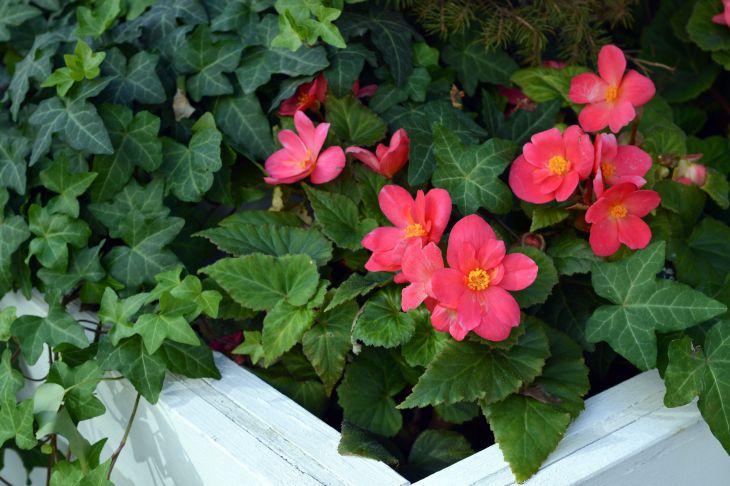 Tuberous begonia