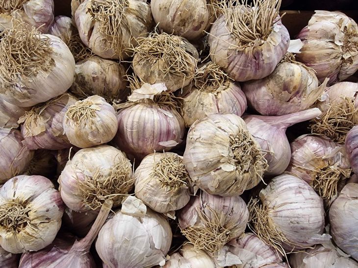 Garlic