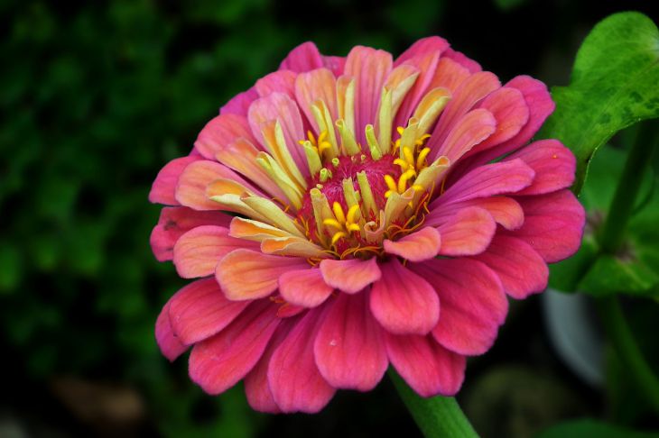 Zinnia