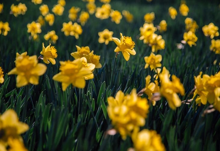 Narcisos