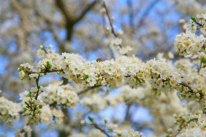 árboles en flor