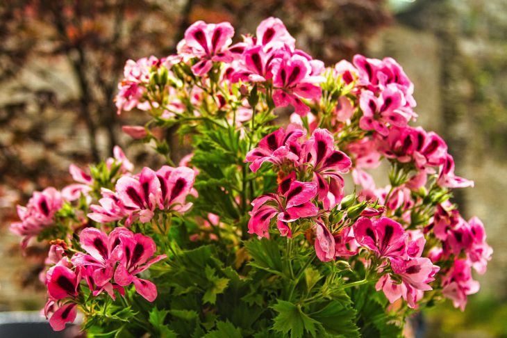 Scented geranium