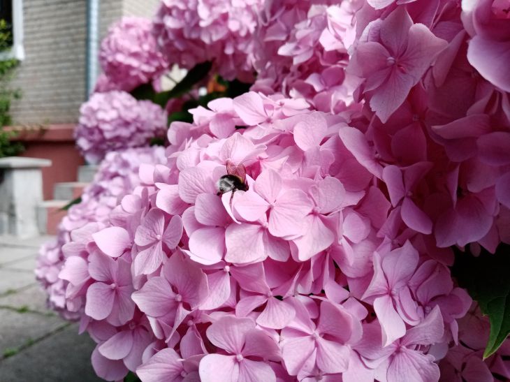 Hydrangea