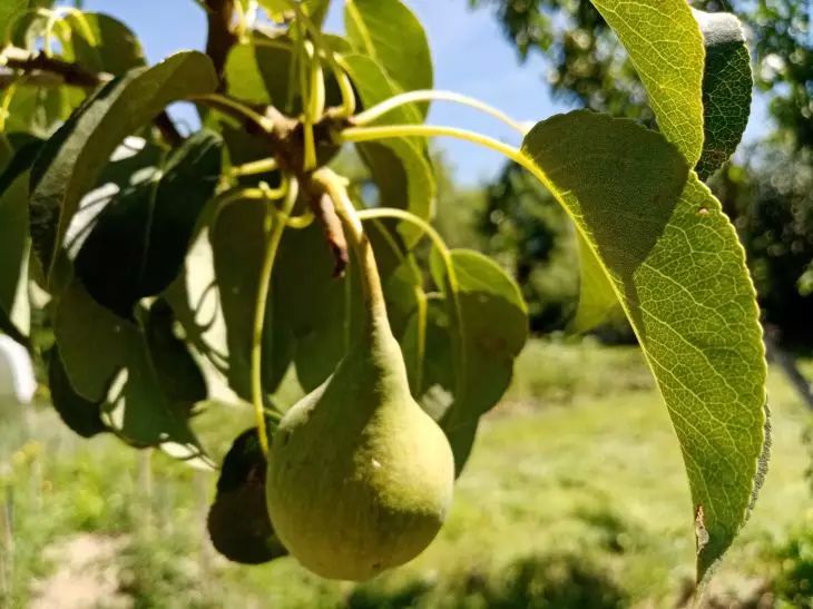 poire