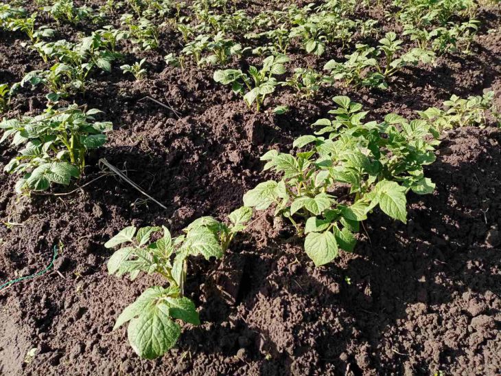 Camas de patatas