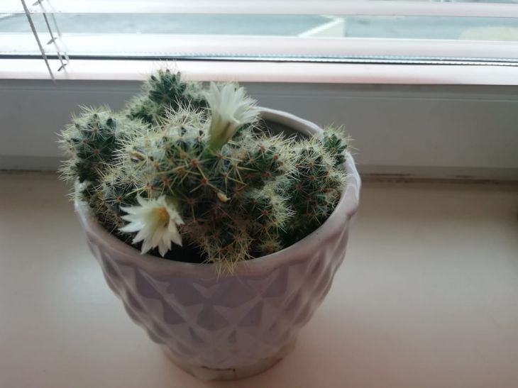 Cactus en pot